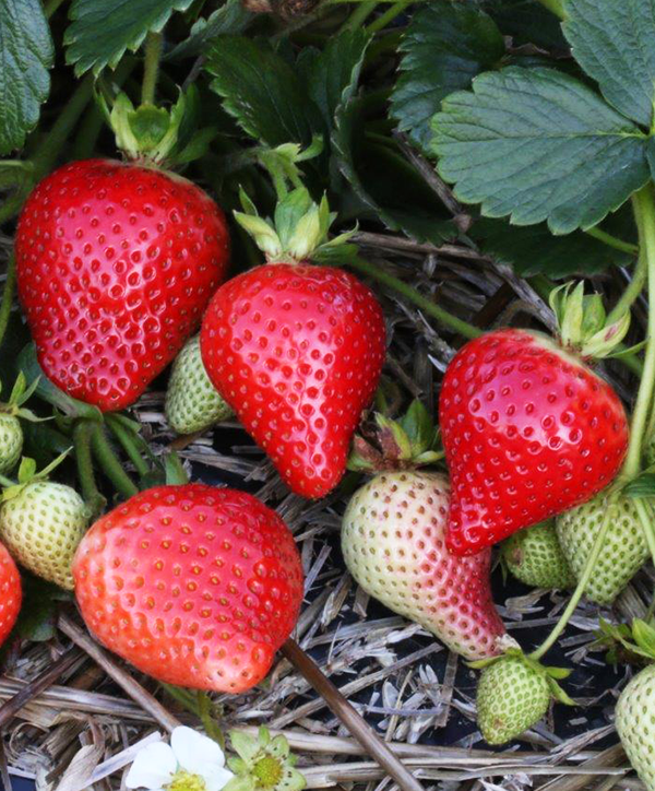 Erdbeere Malwina - späte Erdbeersorte