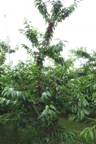 Inforationen cherry rootstocks WeiGi® 3