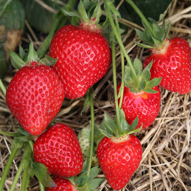 Erdbeeren Malwina