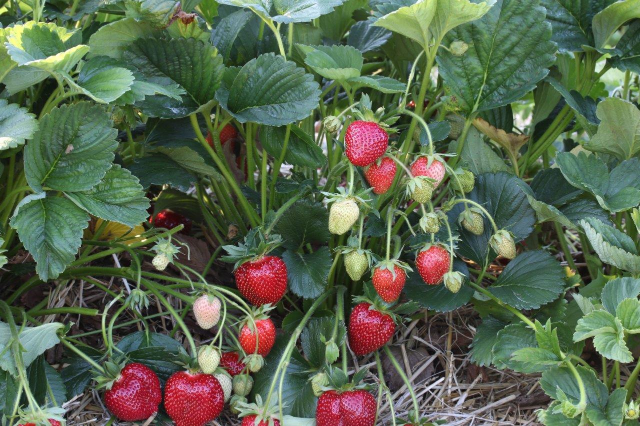Erdbeere Marieka - späte Erdbeersorte